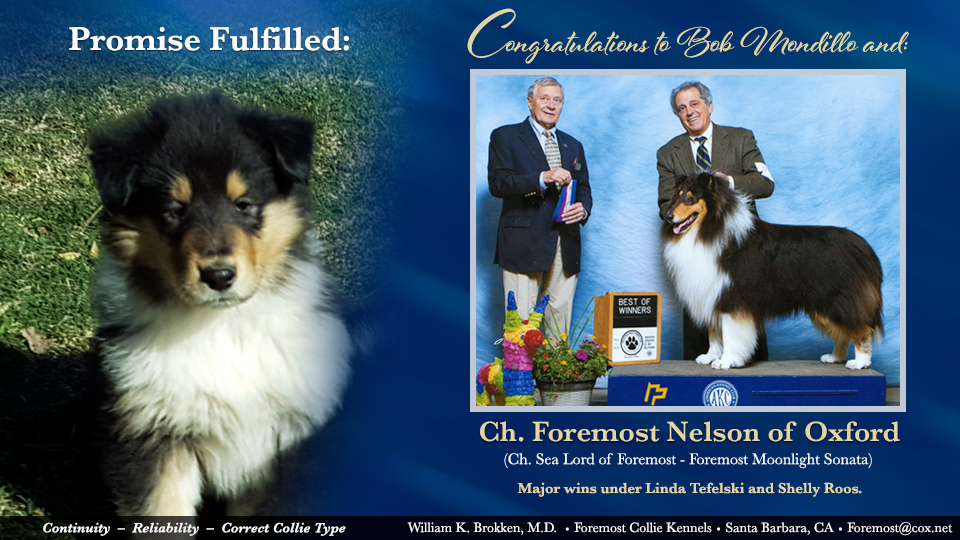 Foremost Collies -- CH Foremost Nelson Of Oxford