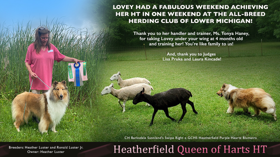Heatherfield Collies -- Heatherfield Queen Of Harts HT