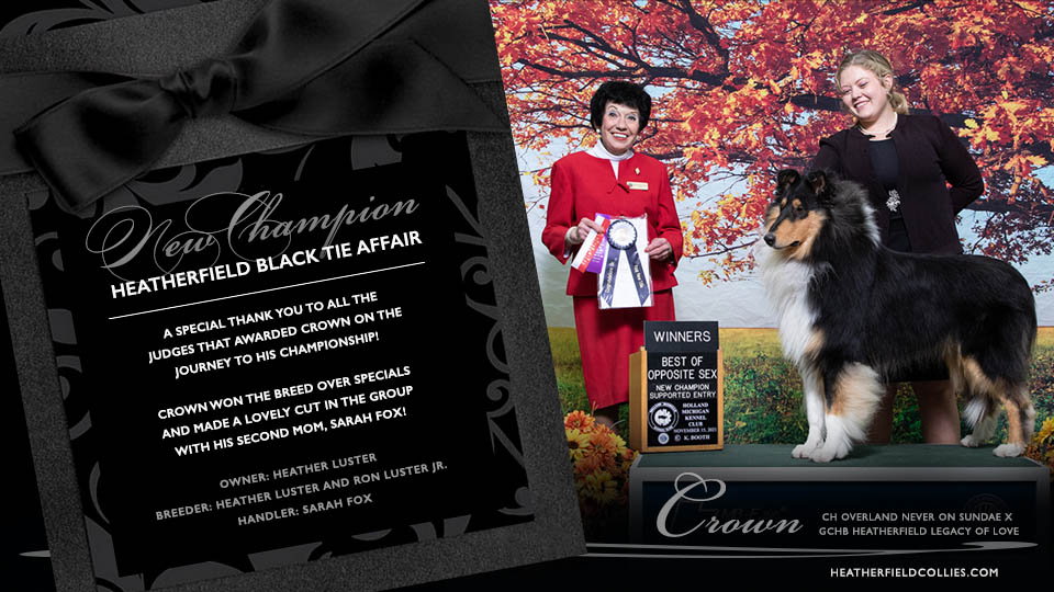Heatherfield Collies -- CH Heatherfield Black Tie Affair