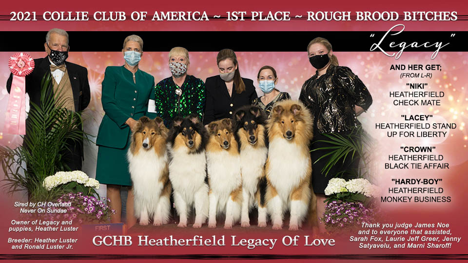 Heatherfield Collies -- GCHB Heatherfield Legacy Of Love, Heatherfield Check Mate, Heatherfield Stand Up For Liberty, Heatherfield Black Tie Affair, Heatherfield Monkey Business