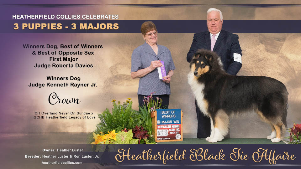 Heatherfield Collies -- Heatherfield Black Tie Affaire
