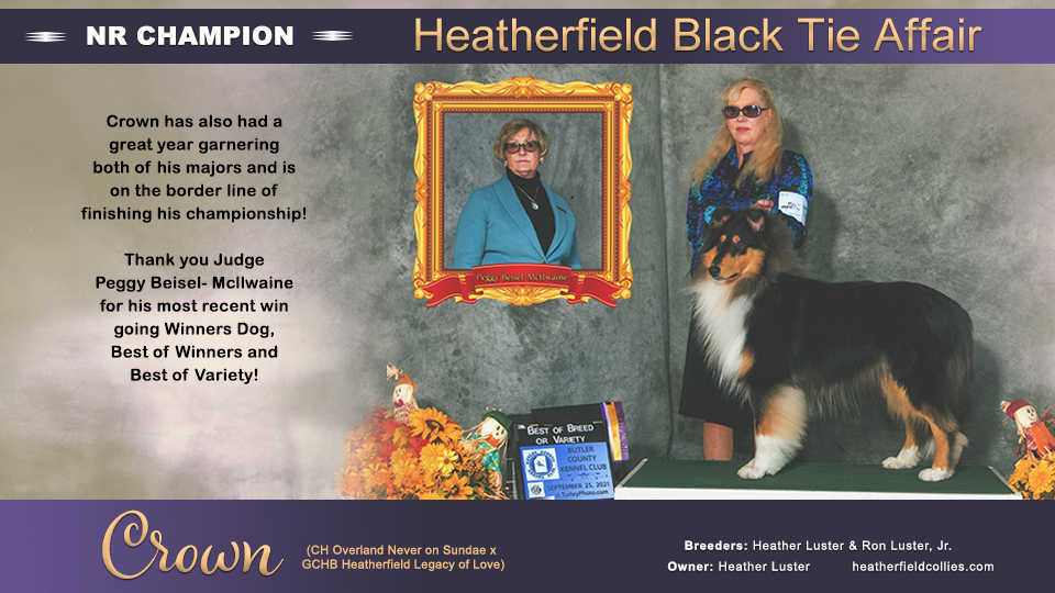 Heatherfield Collies -- Heatherfield Black Tie Affair