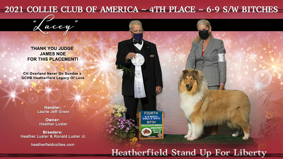 Heatherfield Collies -- Heatherfield Stand Up For Liberty