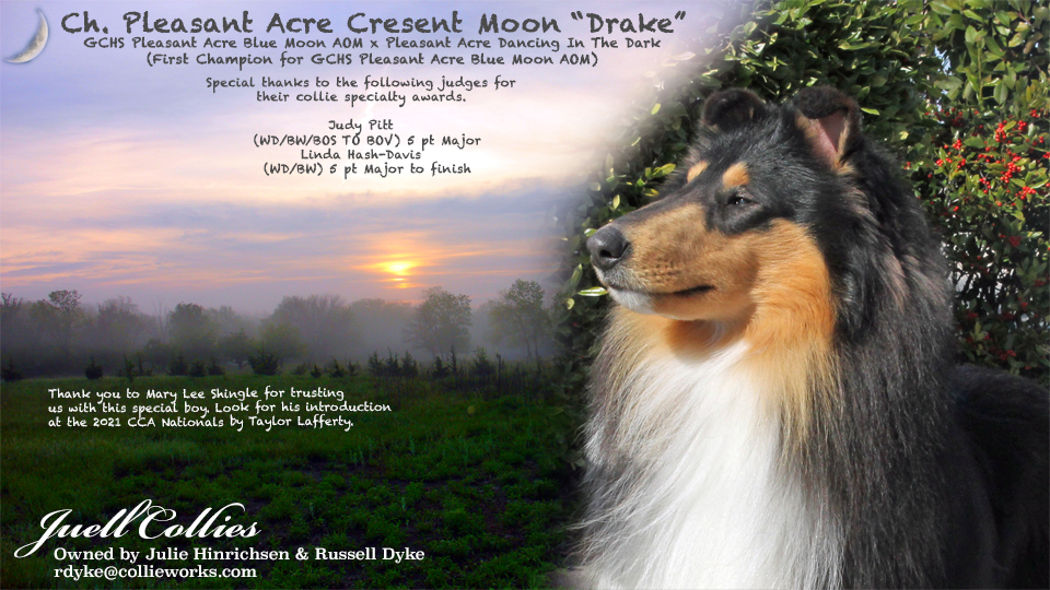 Juell Collies -- CH Pleasant Acre Cresent Moon