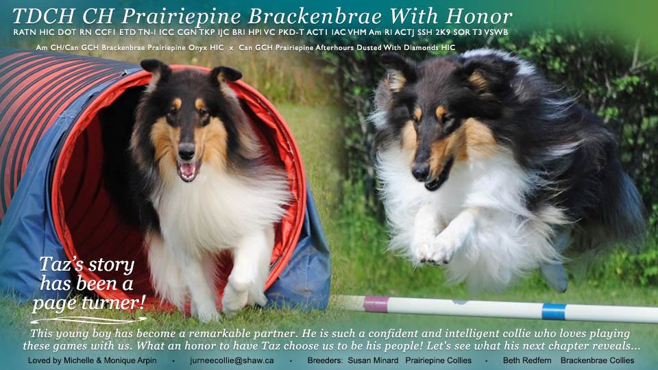 Jurnee Collies -- TDCH CH Prairiepine Brackenbrae With Honor, RATN HIC DOT RN CCF1 ETD TN-I ICC CGN TKP IJC BRI HPI VC PKD-T ACT1 IAC VHM Am RI ACTJ SSH 2K9 SOR T3 VSWB 
