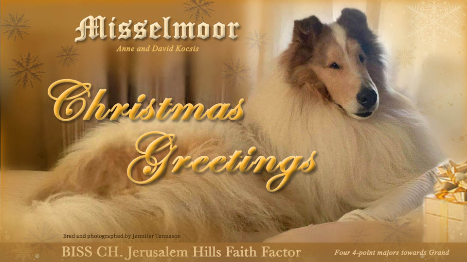 Misselmoor Collies -- CH Jerusalem Hills Faith Factor