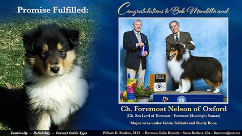 Foremost Collies -- CH Foremost Nelson Of Oxford