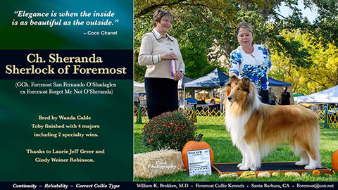 Foremost Collies -- CH Sheranda Sherlock Of Foremost