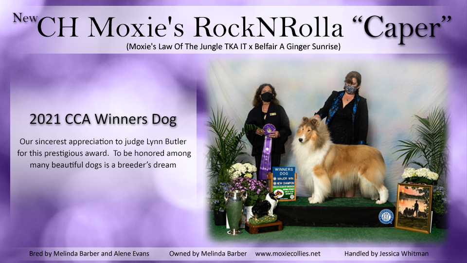 Moxie Collies -- CH Moxie's RockNRolla