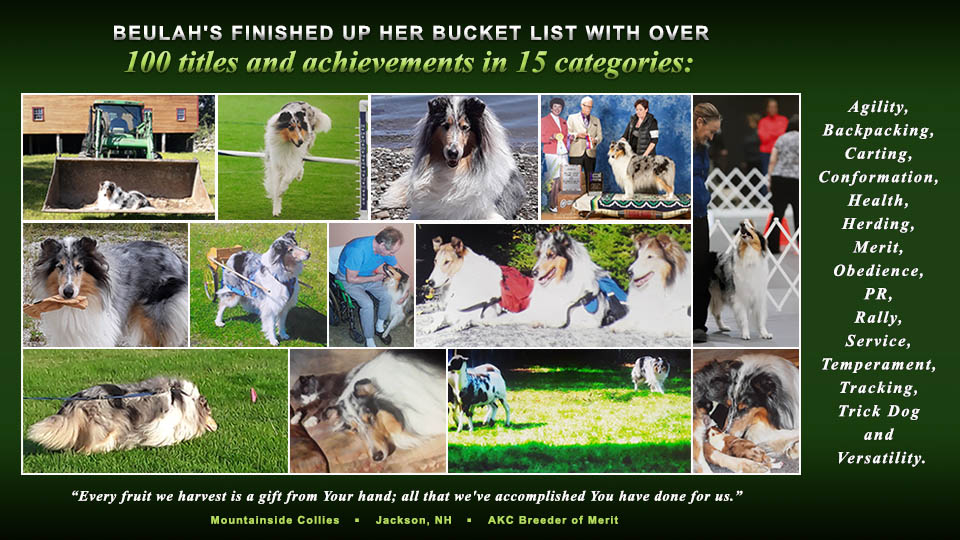 Mountainside Collies --  GCH RACH2 VCH Mountainside Beulah Land...VCD1 MVC-Q GV ROM-P