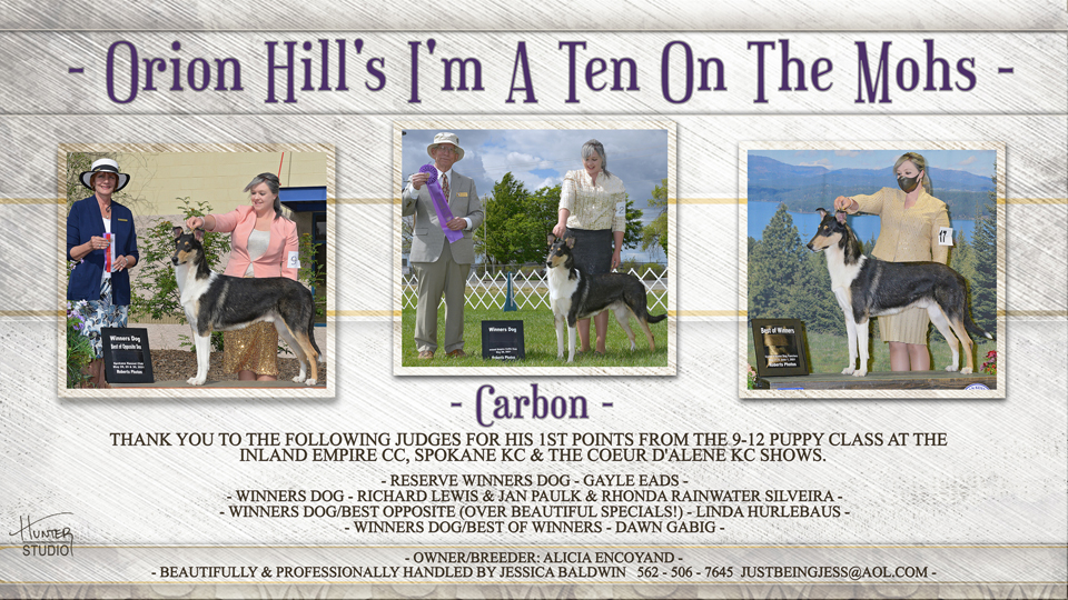 Orion Hills Collies -- Orion Hill's I'm A Ten On The Mohs