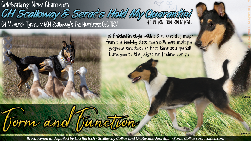 Scalloway Collies / Serac Collies -- CH Scalloway & Serac's Hold My Quarantini HT PT RN TKN RATN RATI
