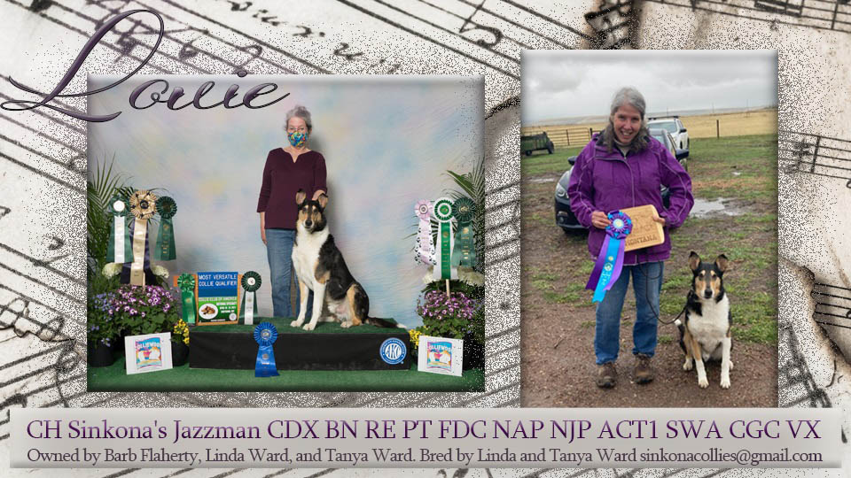Sinkona Collies -- CH Sinkona's Jazzman CDX BN RE PT FDC NAP NJP ACT1 SWA CGC VX