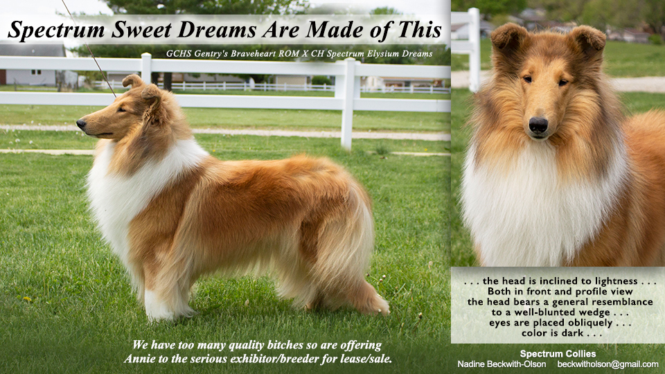 Spectrum Collies -- Spectrum Sweet Dreams Are Made Of This