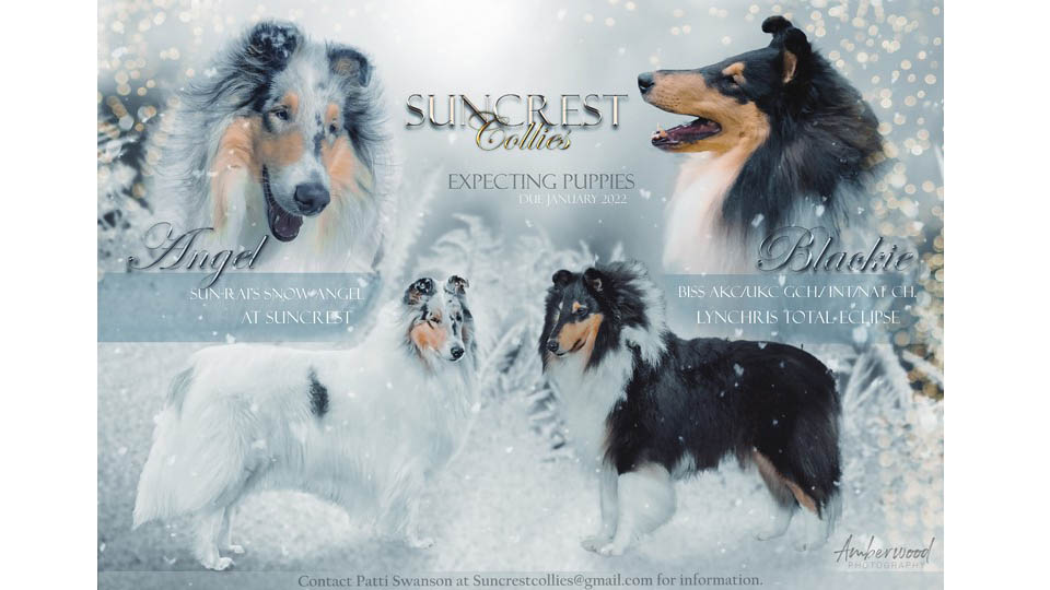 Suncrest Collies
