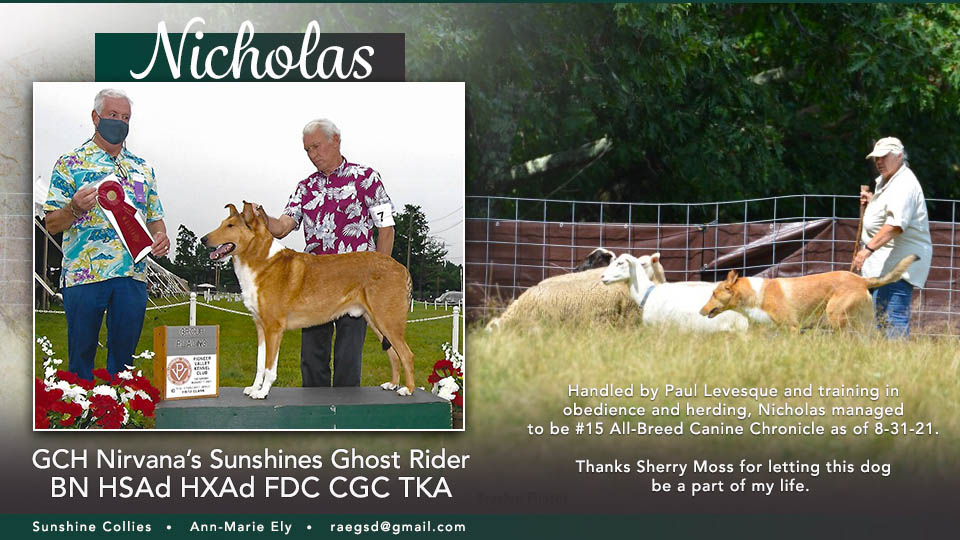 Sunshine Collies -- GCH Nirvana's Sunshines Ghost Rider BN HSAd HXAd FDC CGC TKA