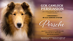 Camloch Collies -- GCH Camloch Persuasion