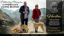 Cyndella  Collies -- CH Cyndella's Gone Blond