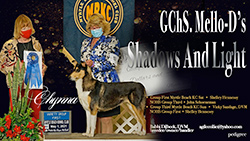 Mello-D Collies -- GCHS Mello-D's Shadows And Light