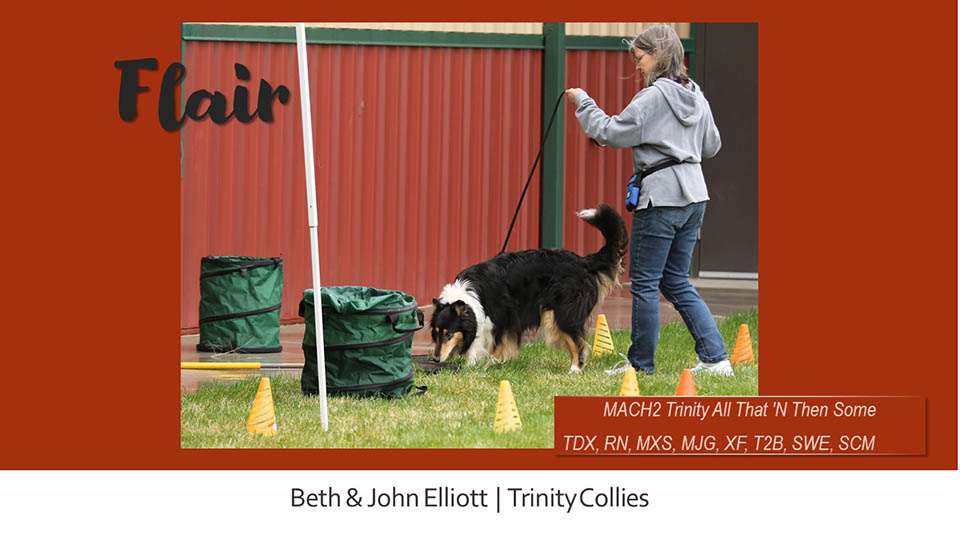 Trinity Collies -- MACH2 Trinity All That 'N Then Some TDX RN MXS MJG XF T2B SWE SCM