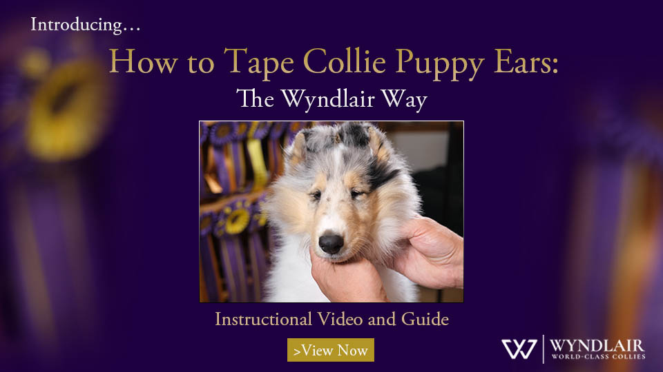 Taping Collie Puppy Ears &ndash; The Wyndlair Way