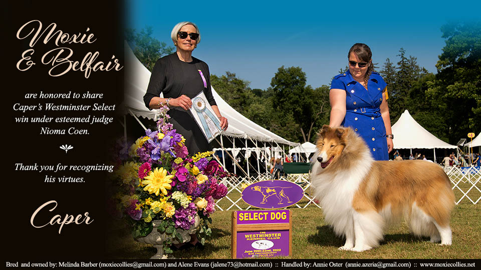 Moxie Collies / Belfair Collies -- GCHB Moxie's RockNRolla