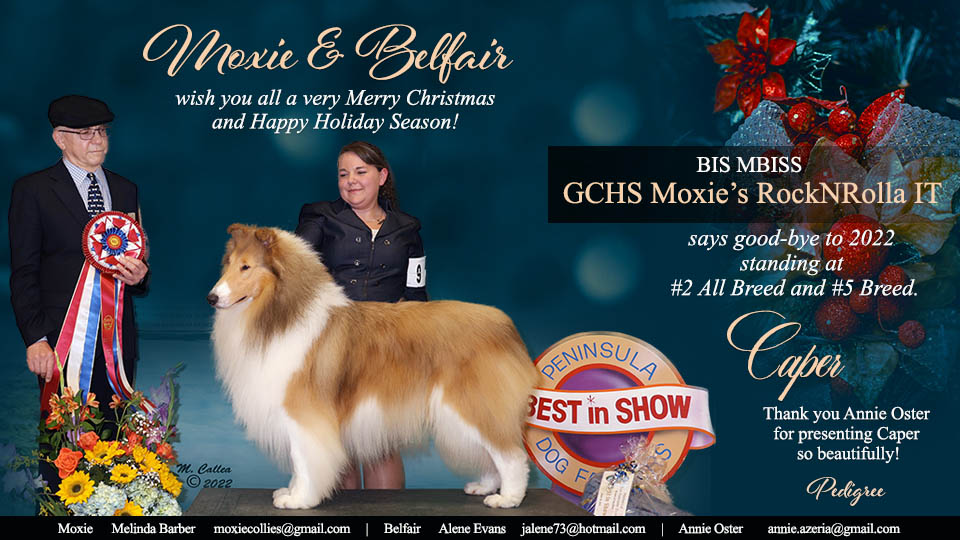 Moxie Collies / Belfair Collies -- GCHS Moxie's RockNRolla IT