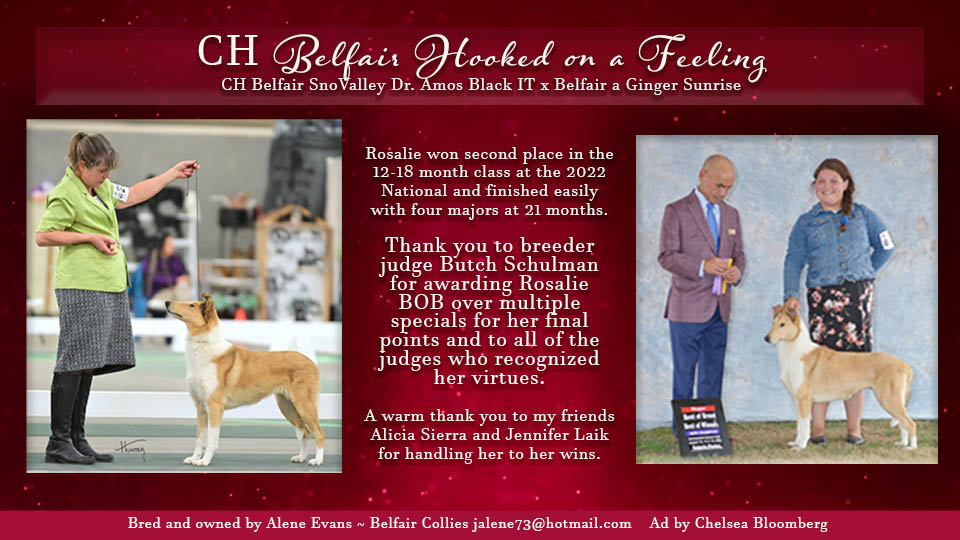 Belfair Collies -- CH Belfair Hooked On A Feeling