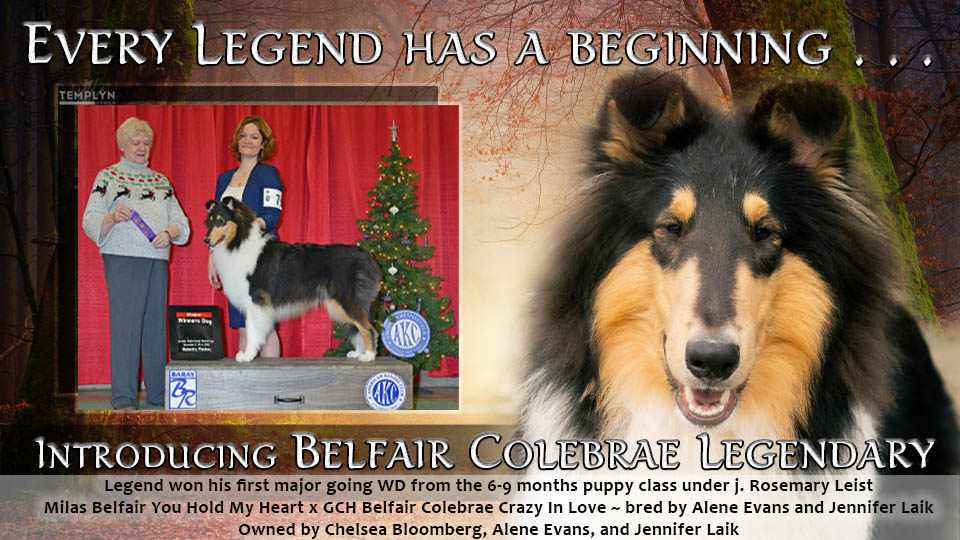 Belfair Collies / Colebrae Collies -- Belfair Colebrae Legendary