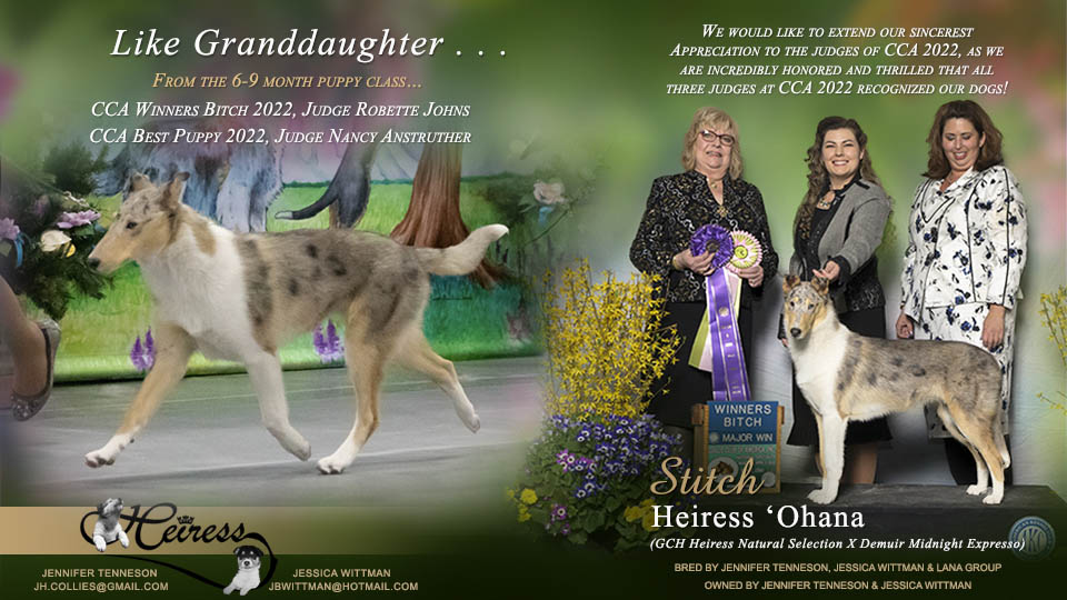 Heiress Collies -- Heiress 'Ohana