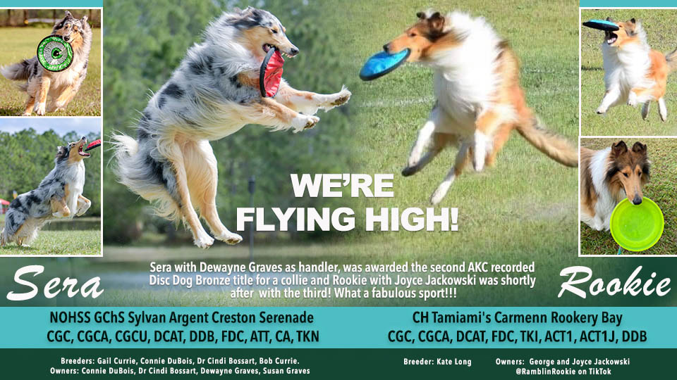 George and Joyce Jackowski -- GCHS Sylvan Argent Creston Serenade CGC, CGCA, CGCU, DCAT, DDB, FDC, ATT, CA, TKN / CH Tamiami's Carmenn Rookery Bay CGC, CGCA, DCAT, FDC, TKI, ACT1, ACT1J, DDB