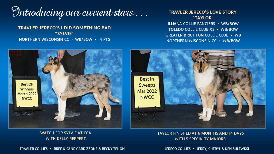 Travler Collies /Jereco Collies -- Travler Jereco's I Did Something Bad / Travler Jereco's Love Story