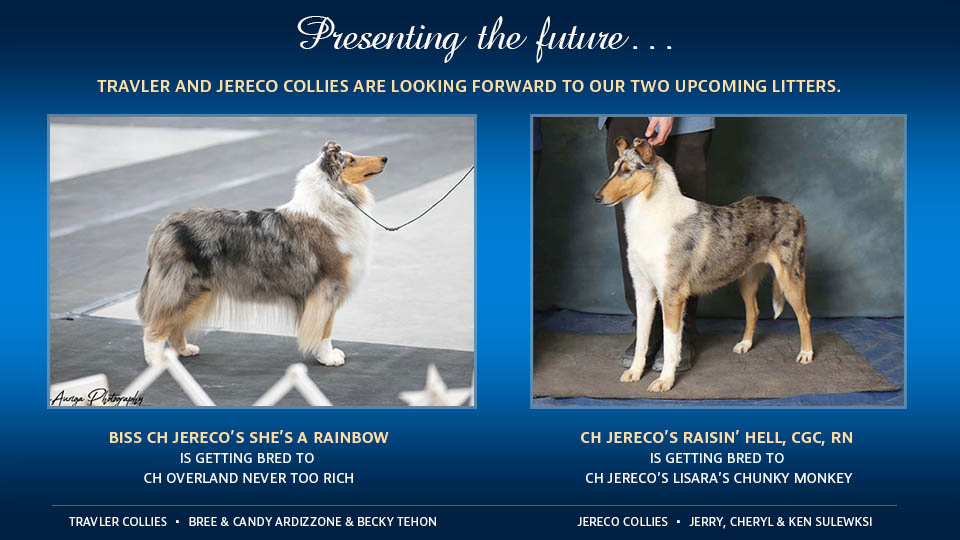Travler Collies /Jereco Collies -- CH Ereco's She's A Rainbow / CH Jereco's Raisin' Hell, CGC, RN