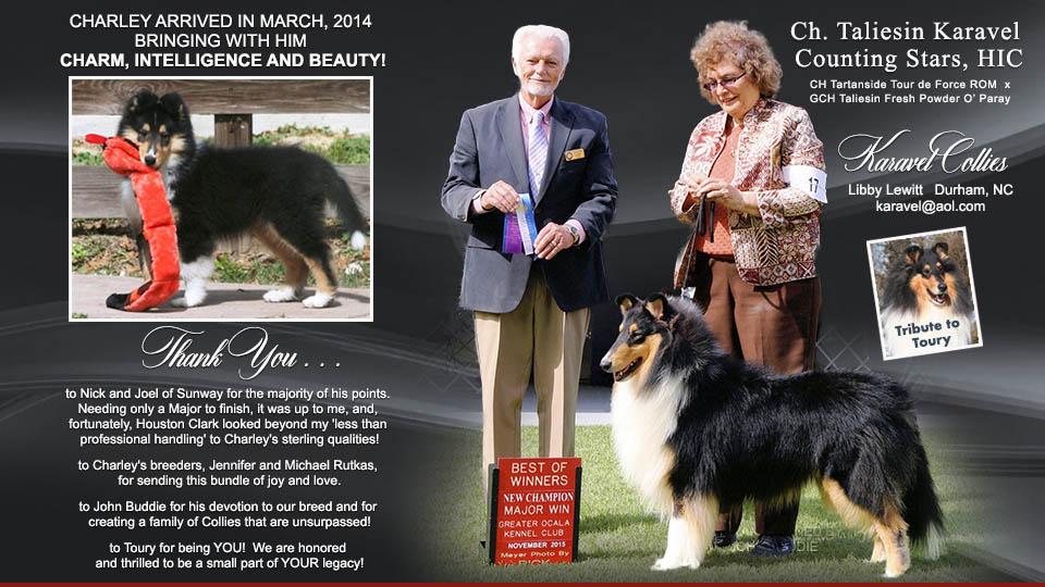 Karavel Collies -- Tribute To Toury / CH Taliesin Karavel Counting Stars, HIC