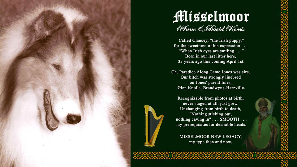 Misselmoor Collies -- Misselmoor New Legacy