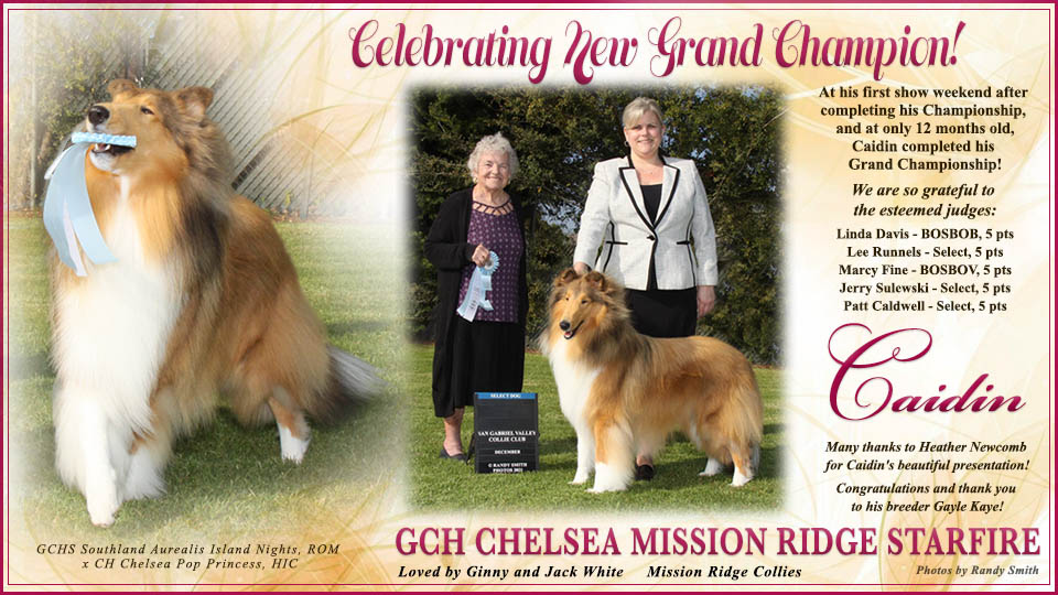 Mission Ridge Collies -- GCH Chelsea Mission Ridge Starfire