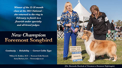 Foremost Collies -- CH Foremost Songbird