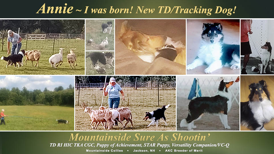 Mountainside Collies --Mountainside Sure As Shootin' RI HIC TKA CGC