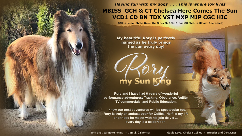 Tom and Jeannette Poling / Gayle Kaye, Chelsea Collies -- GCH CT Chelsea Here Comes The Sun, VCD1 CD BN TDX VST MXP MJP CGC HIC
