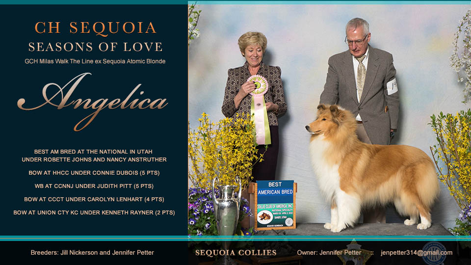 Sequoia Collies -- CH Sequoia Seasons Of Love