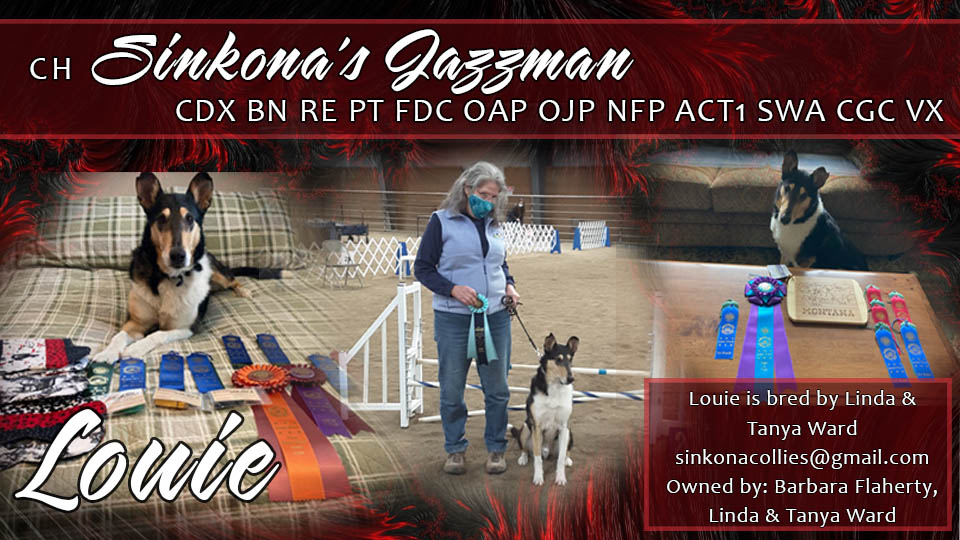 Sinkona Collies -- CH Sinkona's Jazzman CDX BN RE PT FDC OAP OJP NFP ACT1 SWA CGC VX