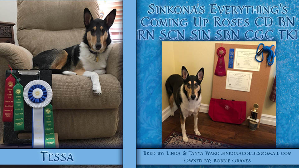 Sinkona Collies -- Sinkona's Everything's Coming Up Roses CD BN RN SCN SIN SBC CGC TKI