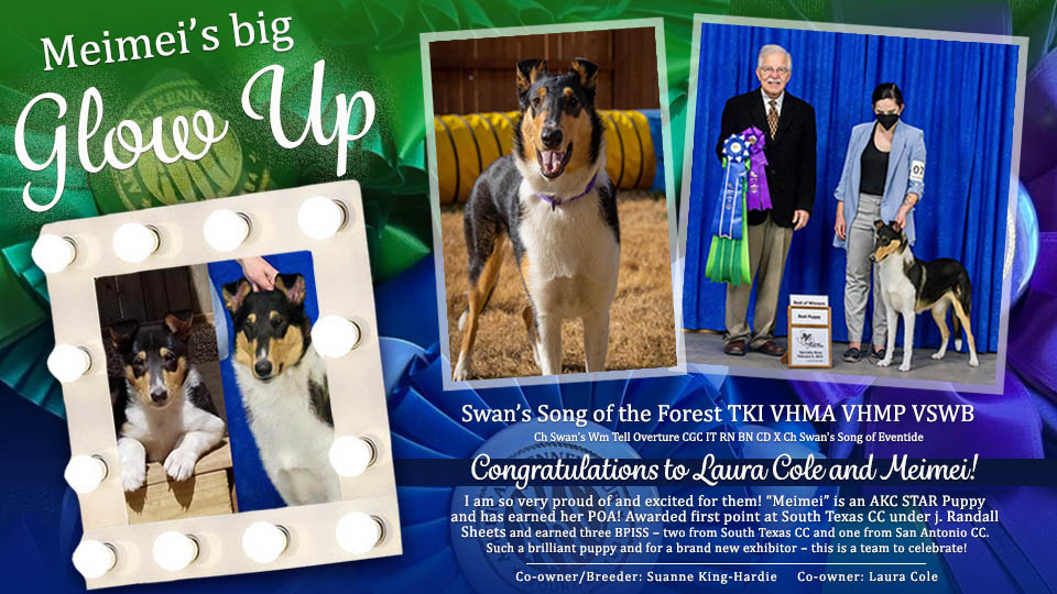 Swan Collies -- Swan's Song Of The Forrest TKI VHMA VHMP VSWB