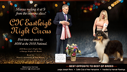 Mascoma Collies -- CH Eastleigh Night Circus