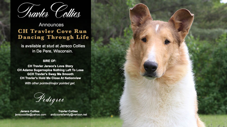 Travler Collies -- CH Travler Cove Run Dancing Through Life