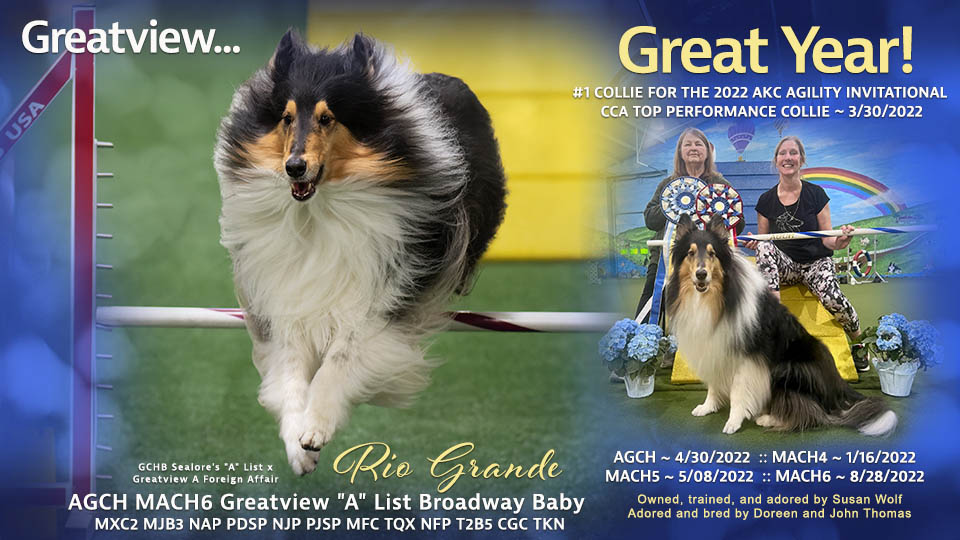 Greatview Collies -- AGCH MACH6 Greatview "A" List Broadway Baby MXC2 MJB3 NAP PDSP NJP PJSP MFC TQX NFP T2B5 CGC TKN