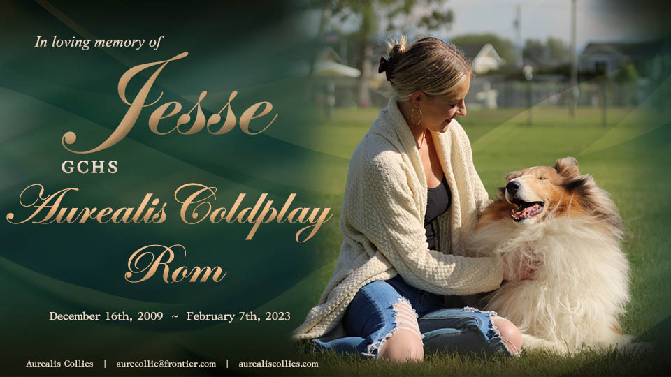 Aurealis Collies -- In loving memory of GCHS Aurealis Coldplay ROM