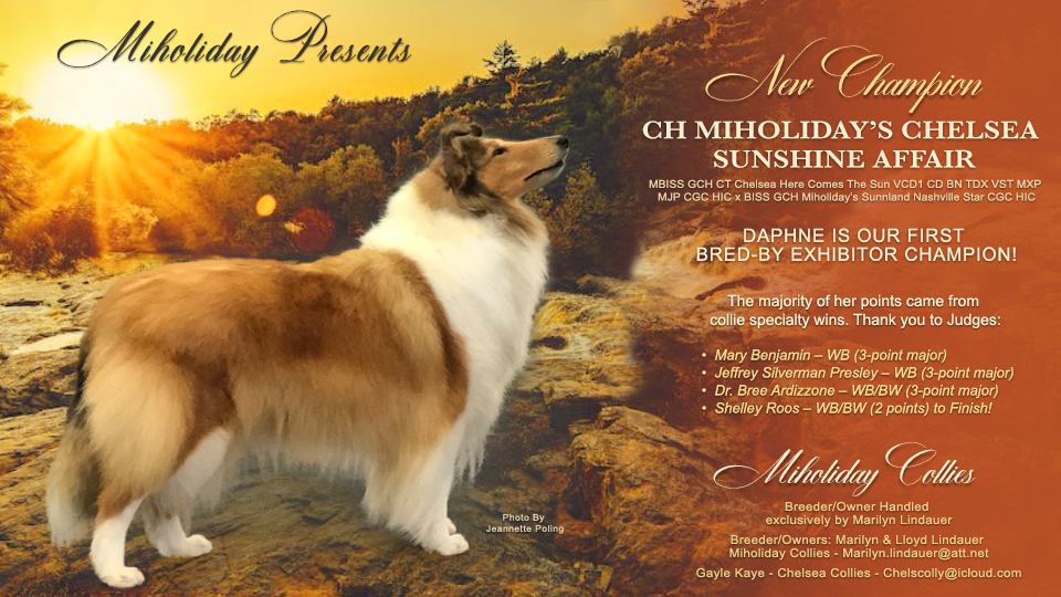 Miholiday Collies -- CH Miholiday's Chelsea Sunshine Affair