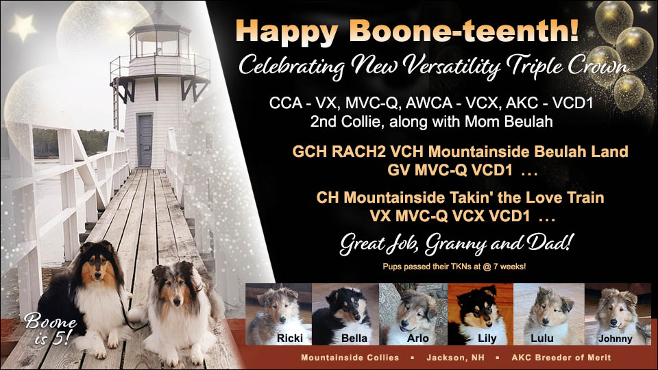 Mountainside Collies -- GCH RACH2 VCH Mountainside Beulah Land GV MVC-Q VCD1 / CH Mountainside Takin' the Love Train VXMVC-Q VCX VCD1 