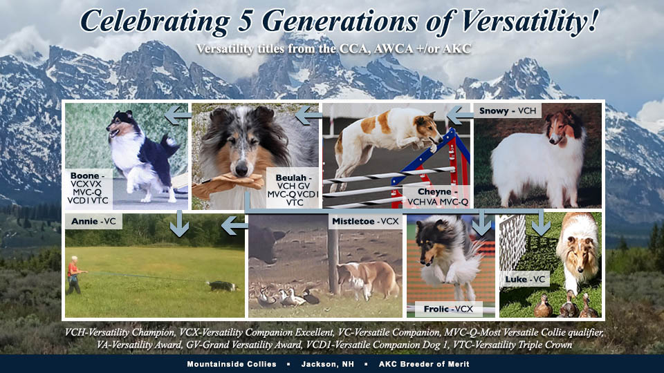 Mountainside Collies 